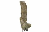 Fossil Hadrosaur (Maiasaura) Partial Femur w/ Stand - Montana #379910-2